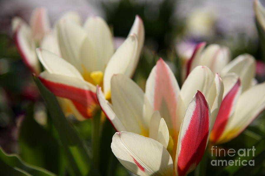 Spring Colors Abstract Photograph by Christiane Schulze Art And Photography