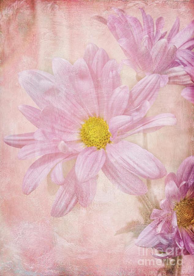 Flower Photograph - Spring Colors by Billie-Jo Miller
