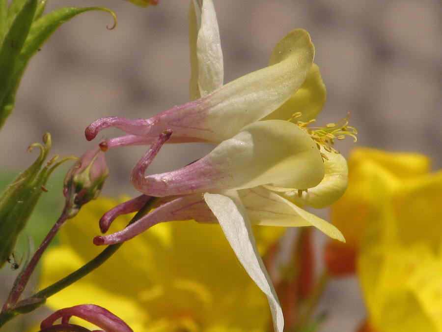 Spring Columbine Photograph by Alfred Ng