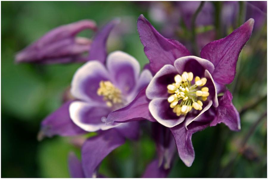 Spring Columbine Photograph by Chris Anderson