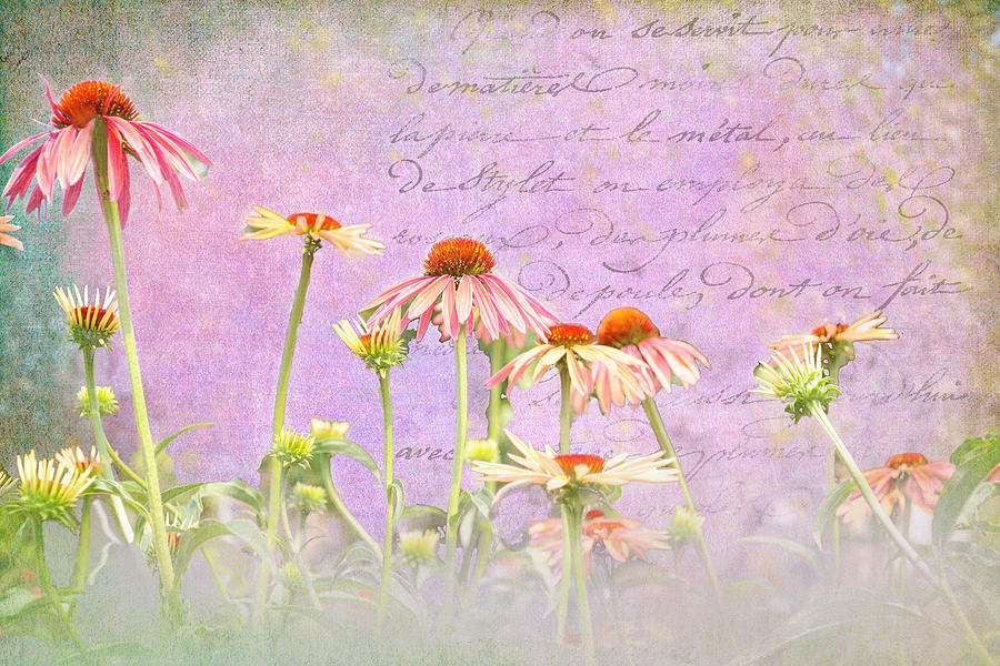 Spring Coneflowers Photograph by Paulette B Wright
