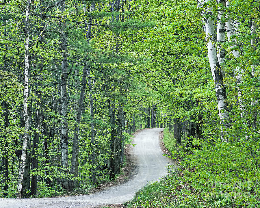 Spring Country Road Photograph by Alan L Graham