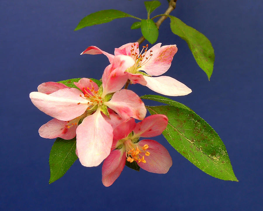 Spring Crabapple Photograph by Pete Trenholm