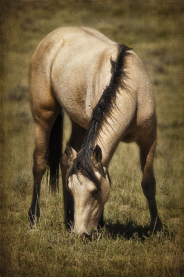 Spring Creek Basin Wild Horse Grazing Photograph by Priscilla Burgers