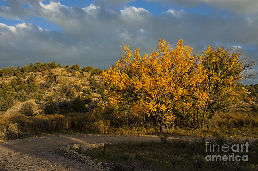 Spring Creek Cottonwood Photograph by Jerry McElroy - Fine Art America