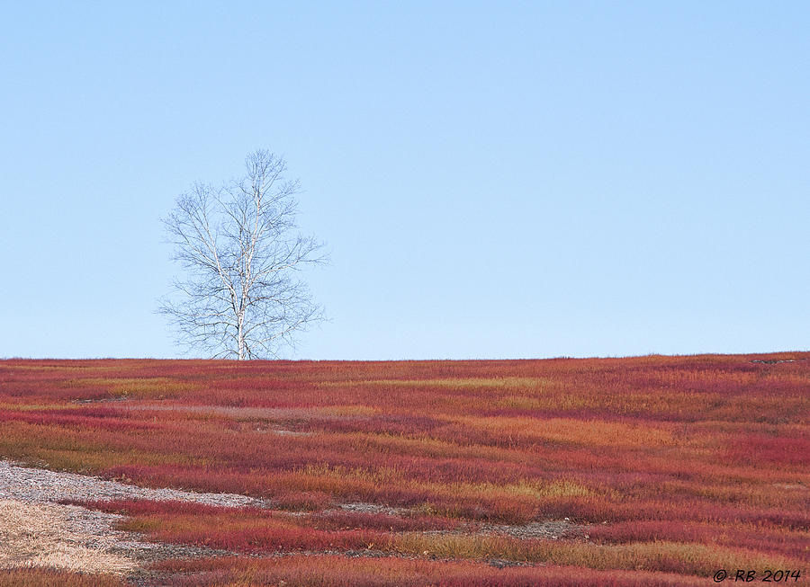 Spring Crimson Photograph by Richard Bean