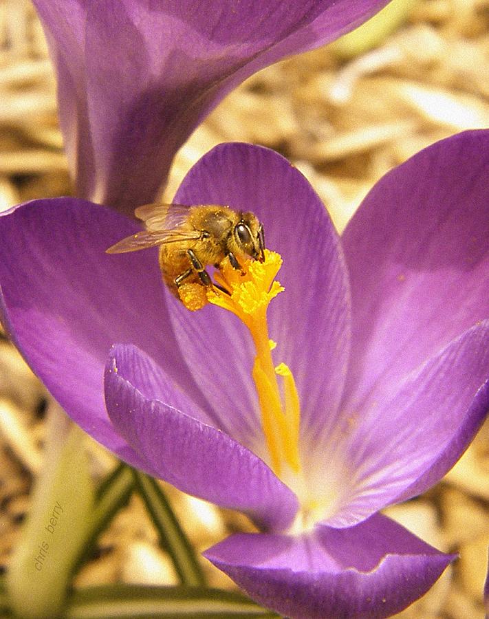 Spring Crocus and Honeybee Photograph by Chris Berry