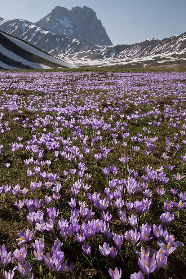 Spring Crocus (crocus Vernus) In Flower Photograph by Bob Gibbons/science Photo Library