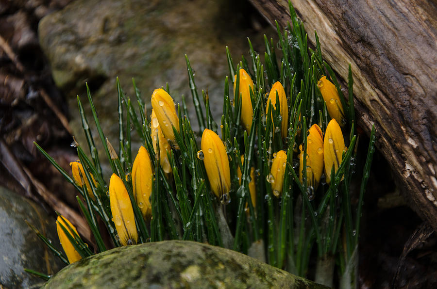 Crocus Photograph - Spring Crocus by Diana Boyd Crocus Photograph - Spring Crocus by Diana Boyd