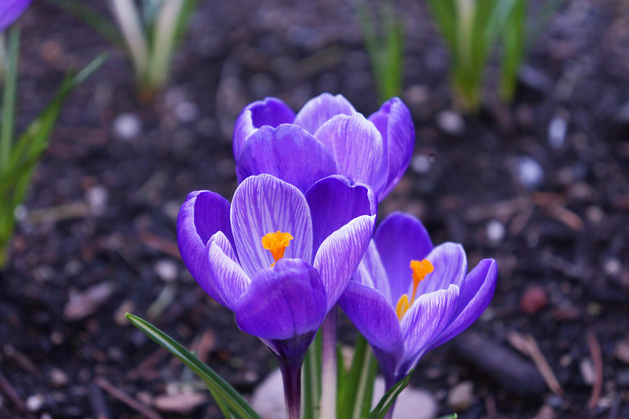 Nature Photograph - Spring Crocus Flowers Art Prints Floral by Patti Baslee