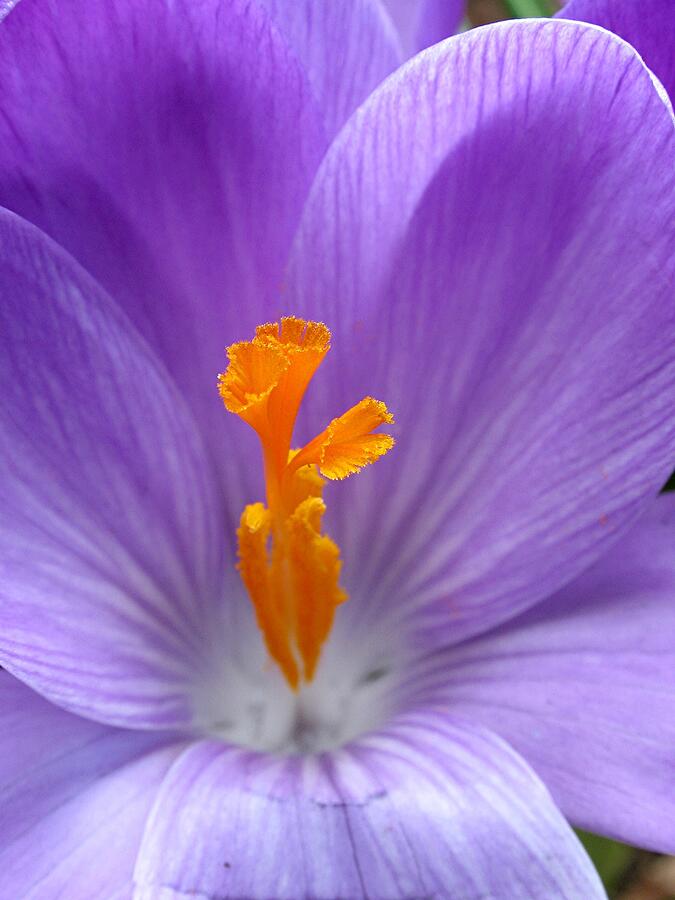 Spring Photograph - Spring Crocus by Juergen Roth