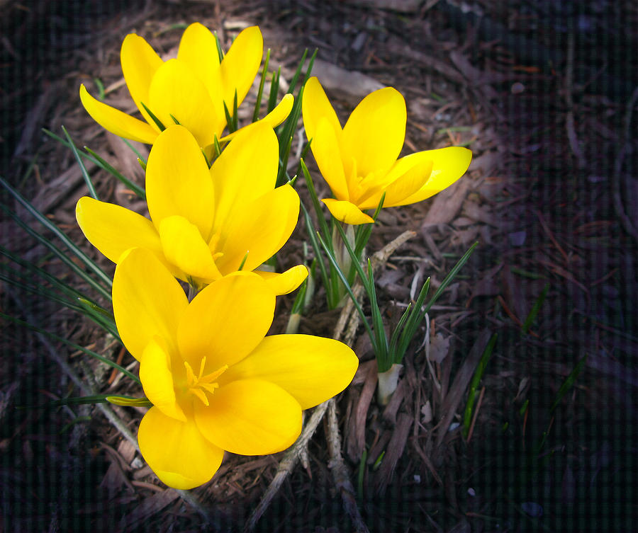 Spring Crocus Photograph by Melinda Fawver