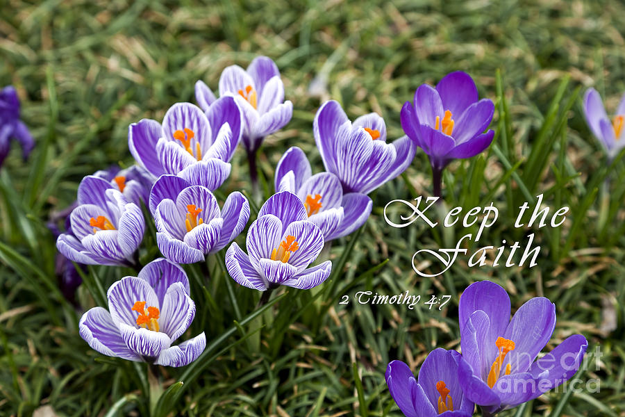 Spring Crocus with Scripture Photograph by Jill Lang
