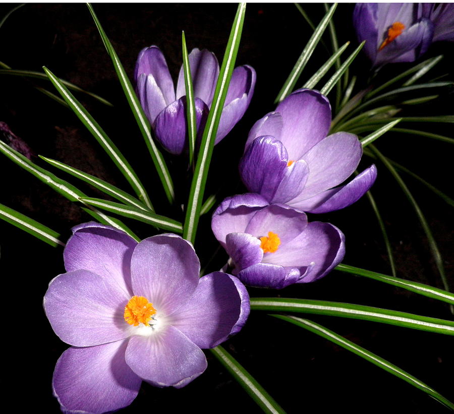 White Photograph - Spring Crocuses by Kate Gallagher