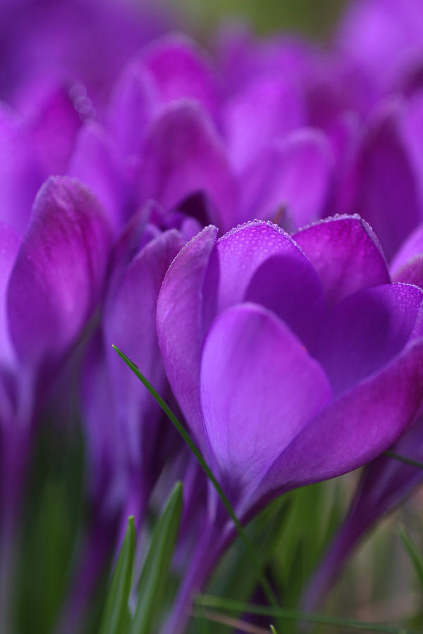 Spring Crocuses Photograph By Peggy Collins - Fine Art America