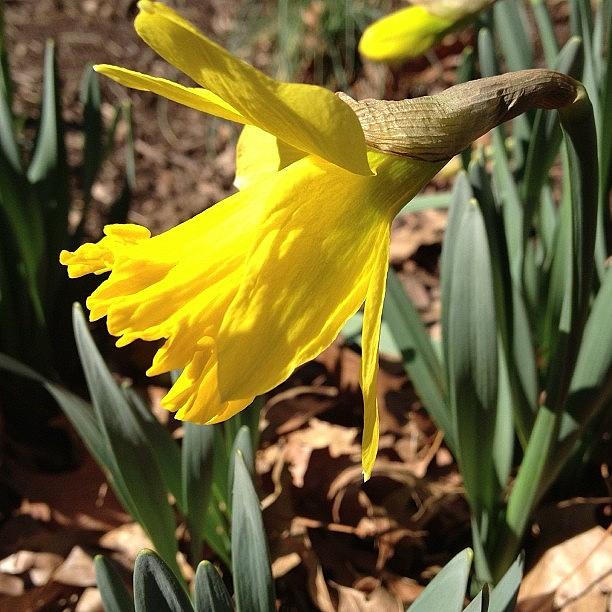 Spring Photograph - #spring #daffodil #bloom #beautiful by Teresa Mucha