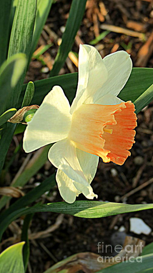 Spring Photograph - Spring Daffodil by Kay Novy