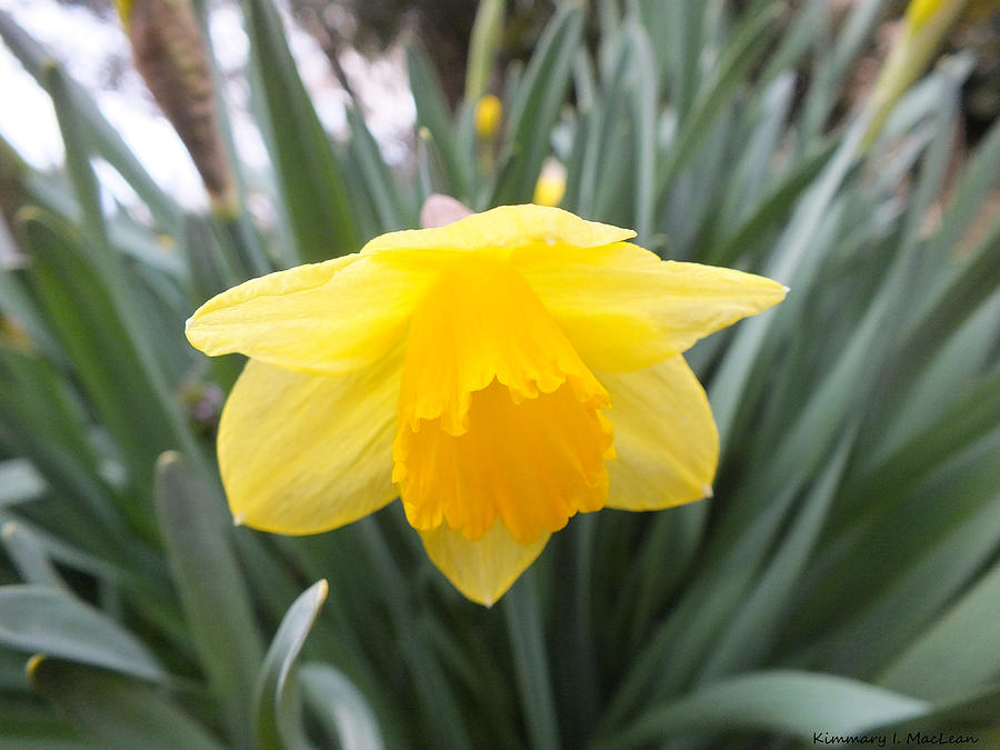 Spring Daffodil Photograph by Kimmary MacLean