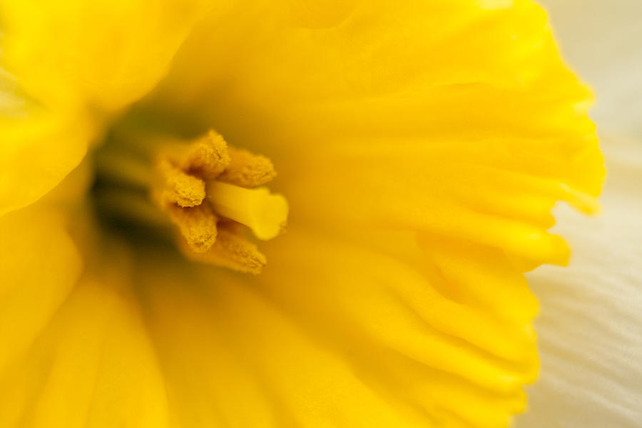 Spring Daffodil Photograph by Kristia Adams