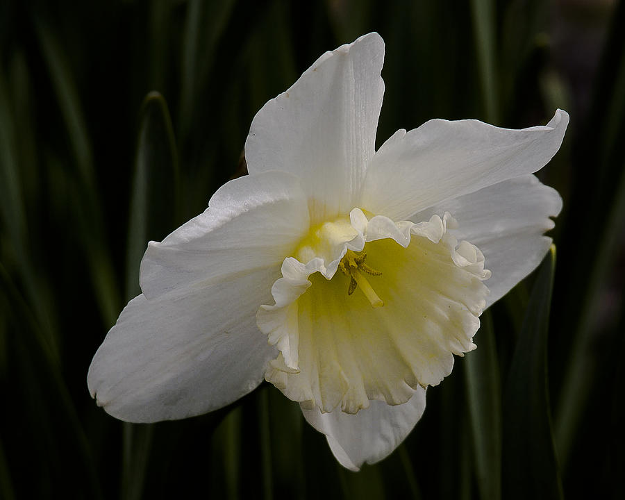 Spring Daffodil Photograph by Ron Roberts