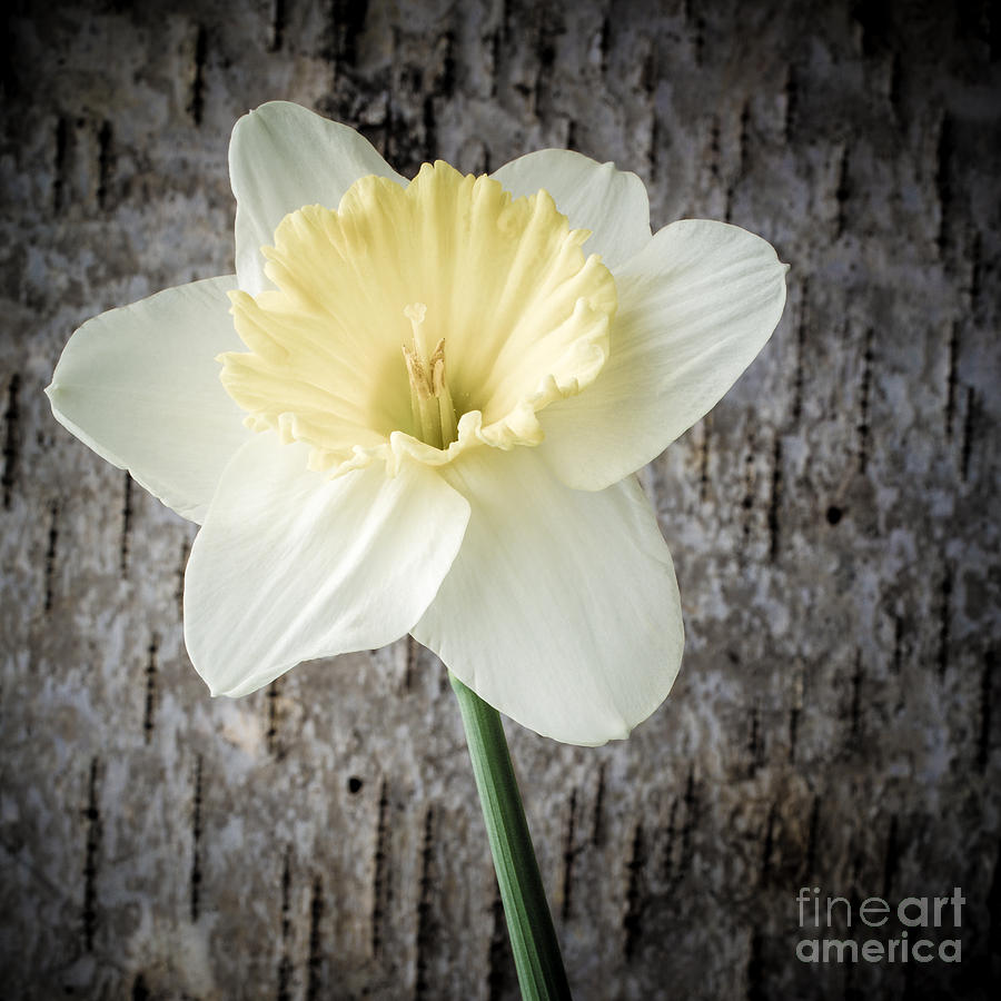 Flower Photograph - Spring Daffodil Square by Edward Fielding