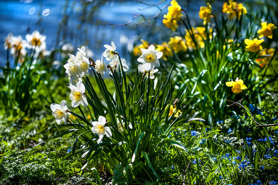 Spring Daffodils 1. Park Keukenhof Photograph by Jenny Rainbow