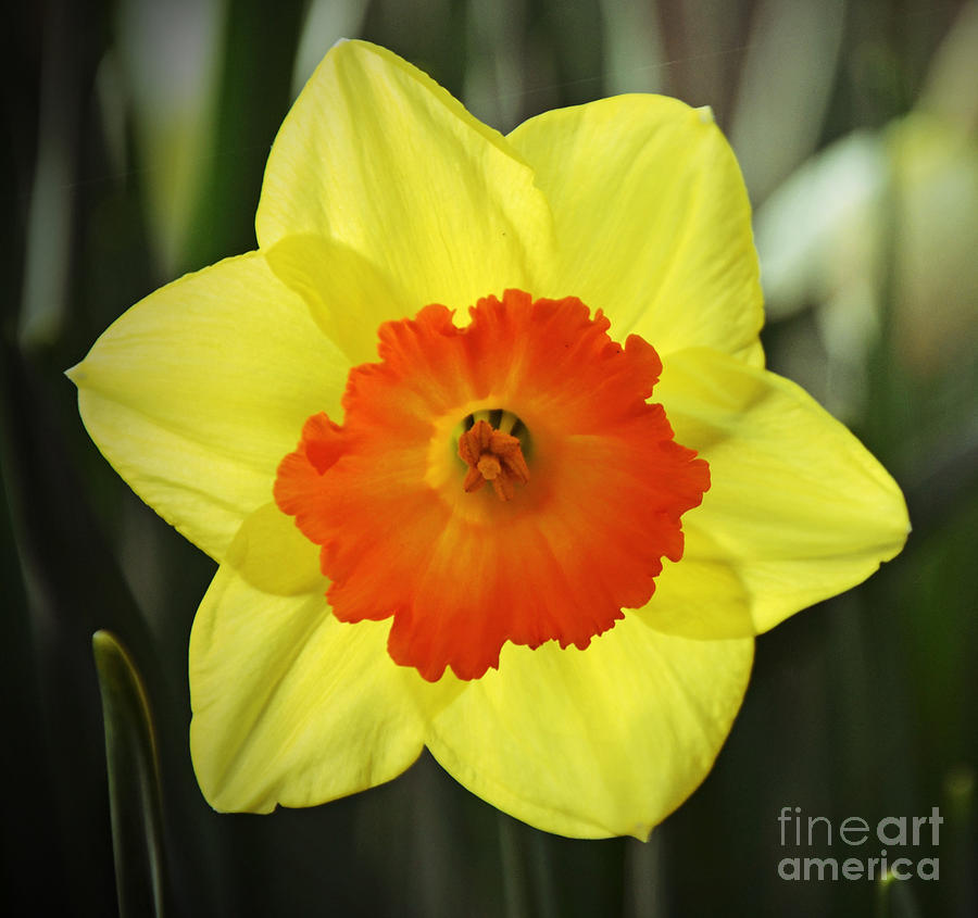 Spring Daffodils 2 Photograph by Frank Larkin