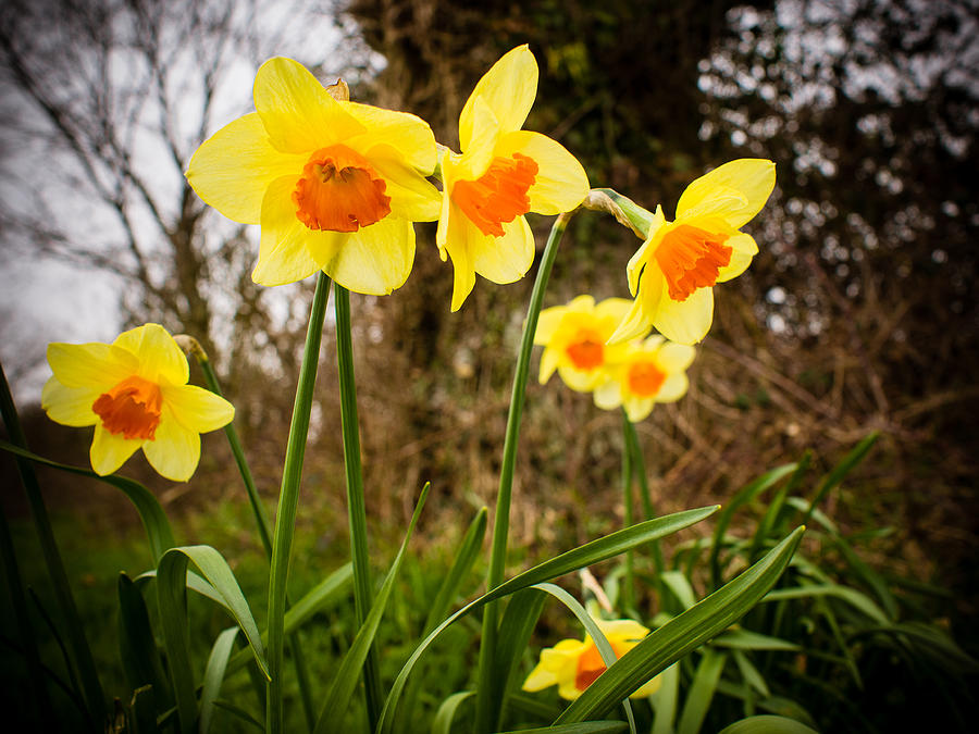 Spring Daffodils 2 Photograph by Mark Llewellyn