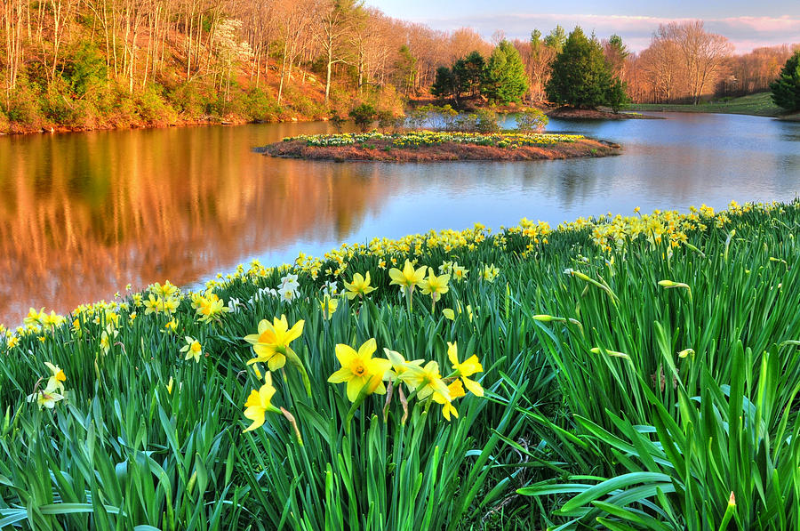 Flower Photograph - Spring Daffodils at Laurel Ridge-Connecticut  by TS Photo