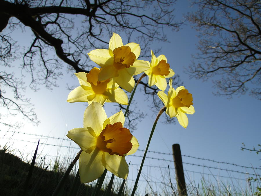 Spring Photograph - Spring Daffodils by Barrie Woodward