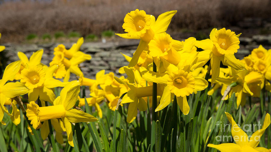 Spring Daffodils Photograph by Brad Marzolf Photography