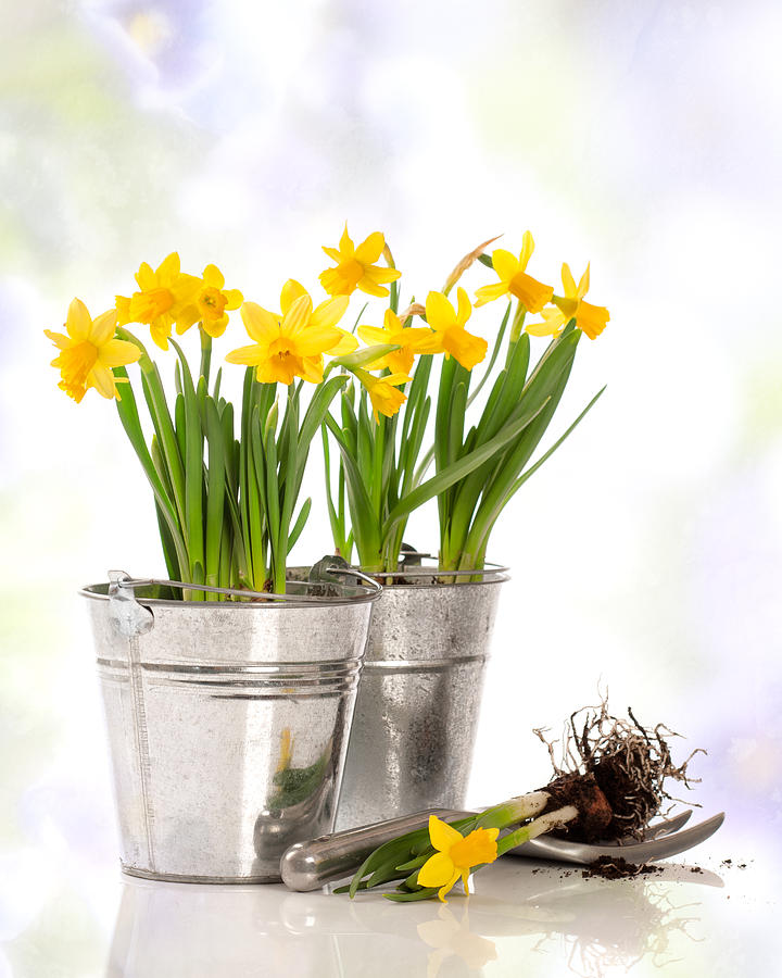 Spring Photograph - Spring Daffodils by Amanda Elwell
