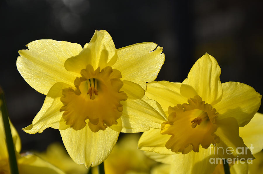 Spring Daffodils Photograph by Frank Larkin