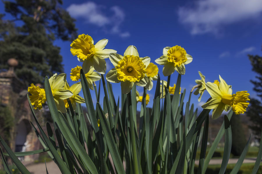 Spring Daffodils Photograph by Ian Mitchell
