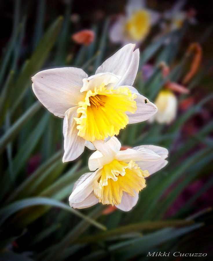 Spring Daffodils Photograph by Mikki Cucuzzo