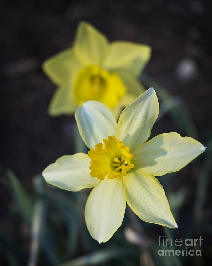 Spring Daffodils Photograph by MM Anderson