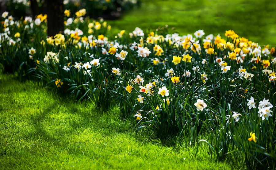 Spring Daffodils. Park Keukenhof Photograph by Jenny Rainbow