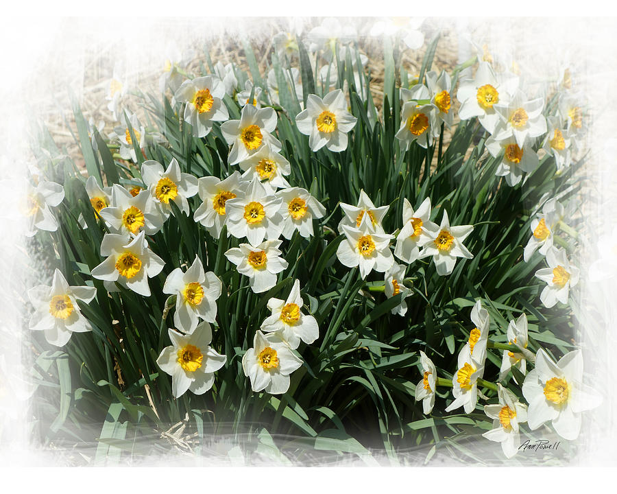 Spring Daffodils -  photograph Photograph by Ann Powell