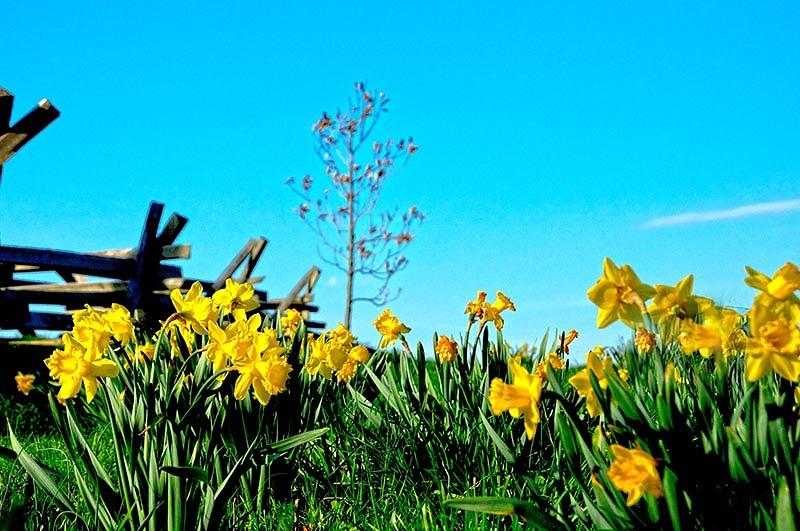Spring Daffodils Photograph by Randall Branham