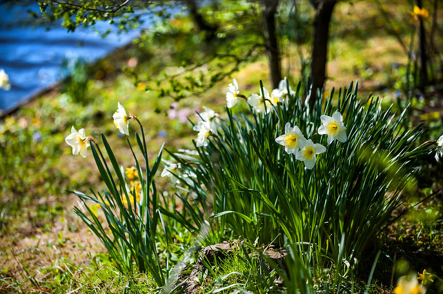 Spring Daffodils.Park Keukenhof Photograph by Jenny Rainbow