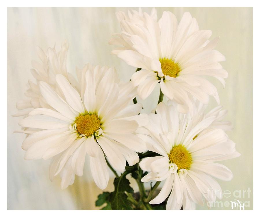 Flower Photograph - Spring Daisies by Marsha Heiken