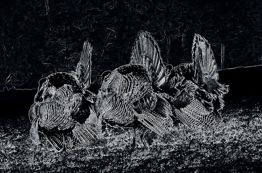 Turkey Photograph - Spring Dance by Todd Hostetter