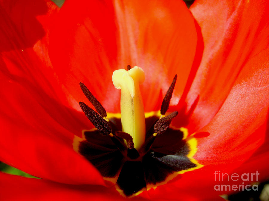 Red Tulip In Spring Photograph by Nina Ficur Feenan