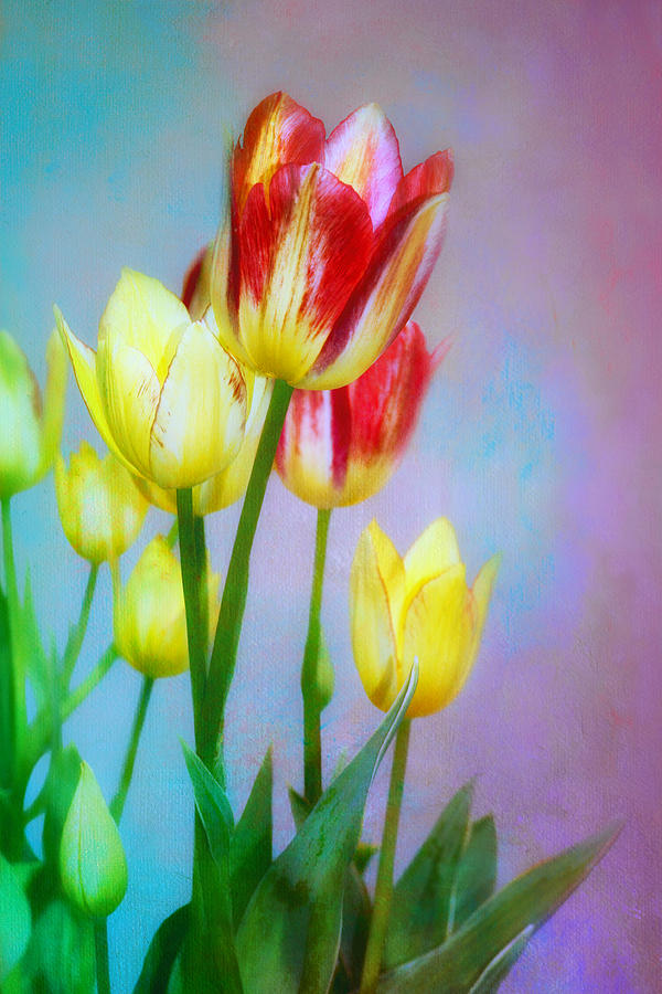 Spring Dance - Tulips  Photograph by Nikolyn McDonald