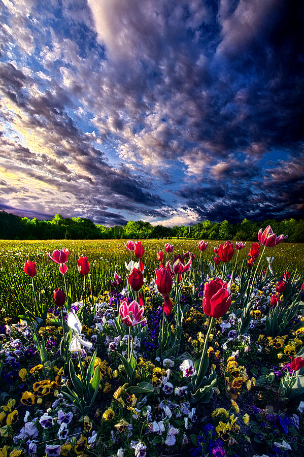 Spring Day Photograph by Phil Koch