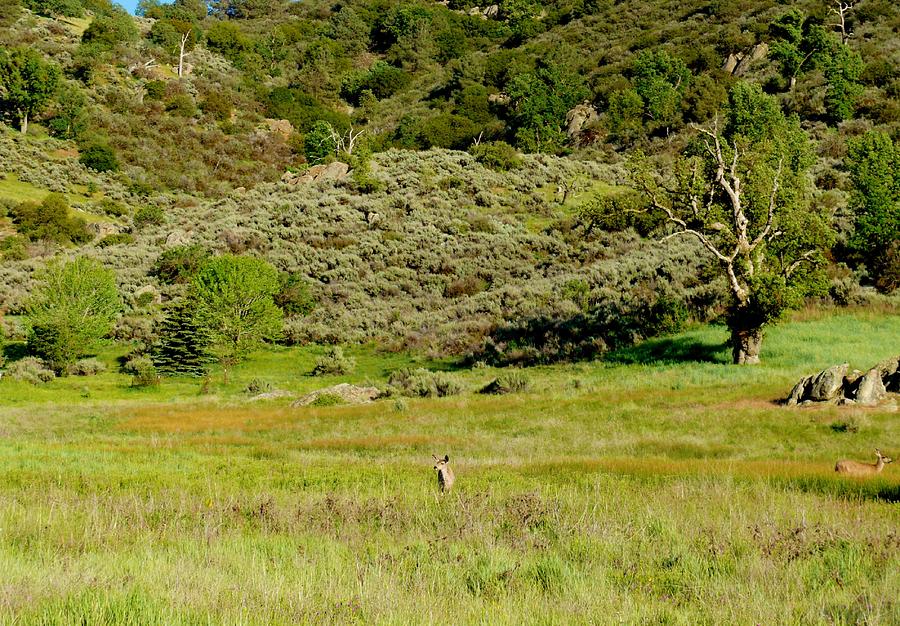 Deer Photograph - Spring Deer in the Tehachapi Mountains by Jacquelyn Roberts