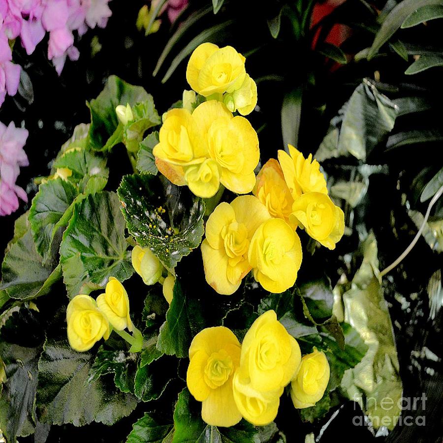 Spring Delight in Yellow Photograph by Luther Fine Art