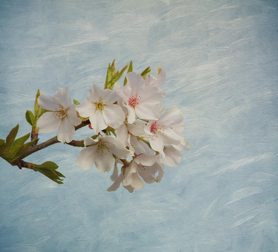 Nature Photograph - Spring Delight by Kim Hojnacki