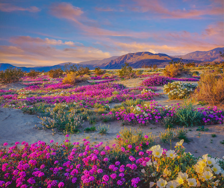 Spring desert wildflowers in Anza Borrego Desert State Park, CA Photograph by Ron_Thomas