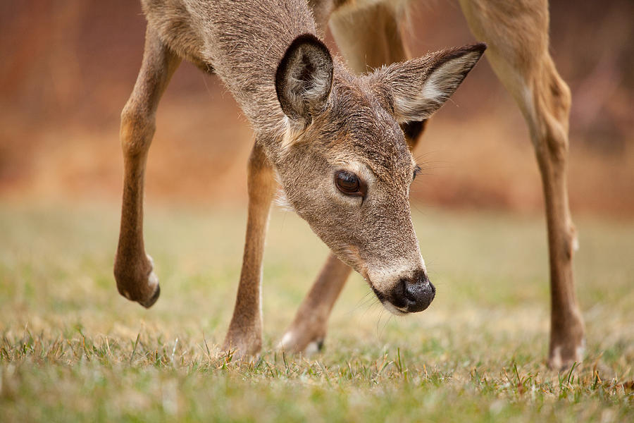 Deer Photograph - Spring Doe by Karol Livote